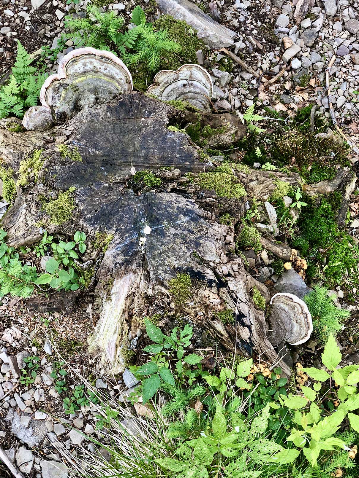 Трутовики — деревні гриби, що поселяються на старих і ослаблених деревах