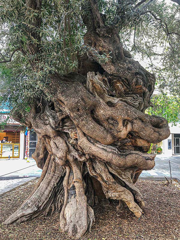 Старе дерево оливи на площі Корт