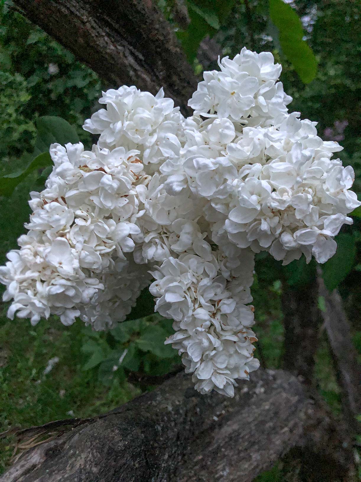 Прогулянка ботанічним садом Миколи Гришка - цвітіння бузку, магнолії та рододендронів