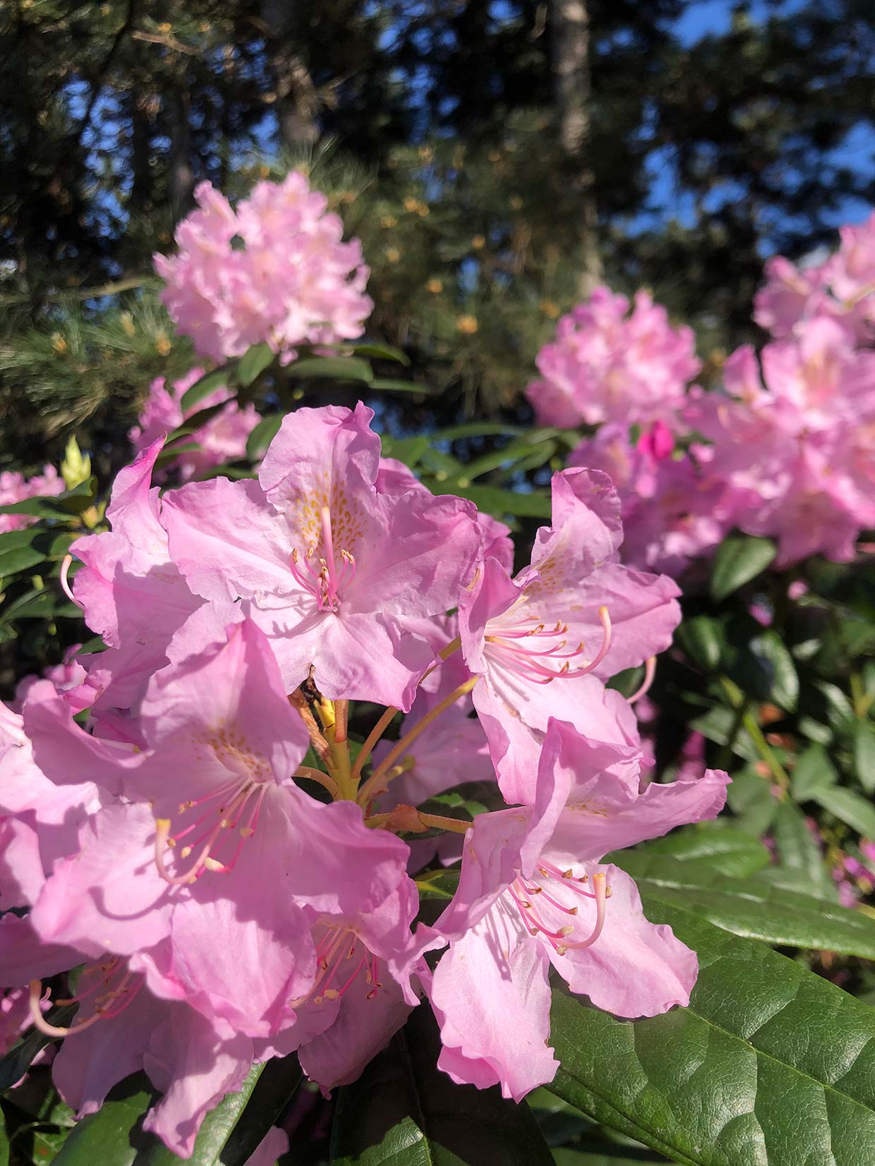 Прогулянка ботанічним садом Миколи Гришка - цвітіння бузку, магнолії та рододендронів