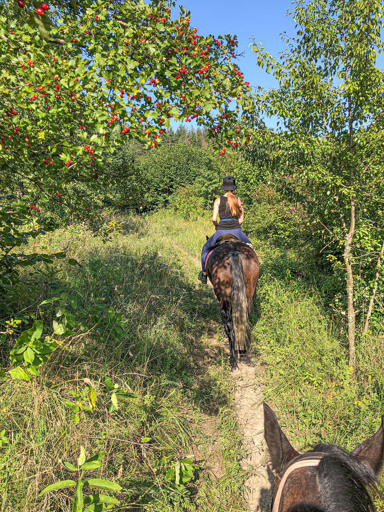Прогулянки на конях Дніпровськими пагорбами_