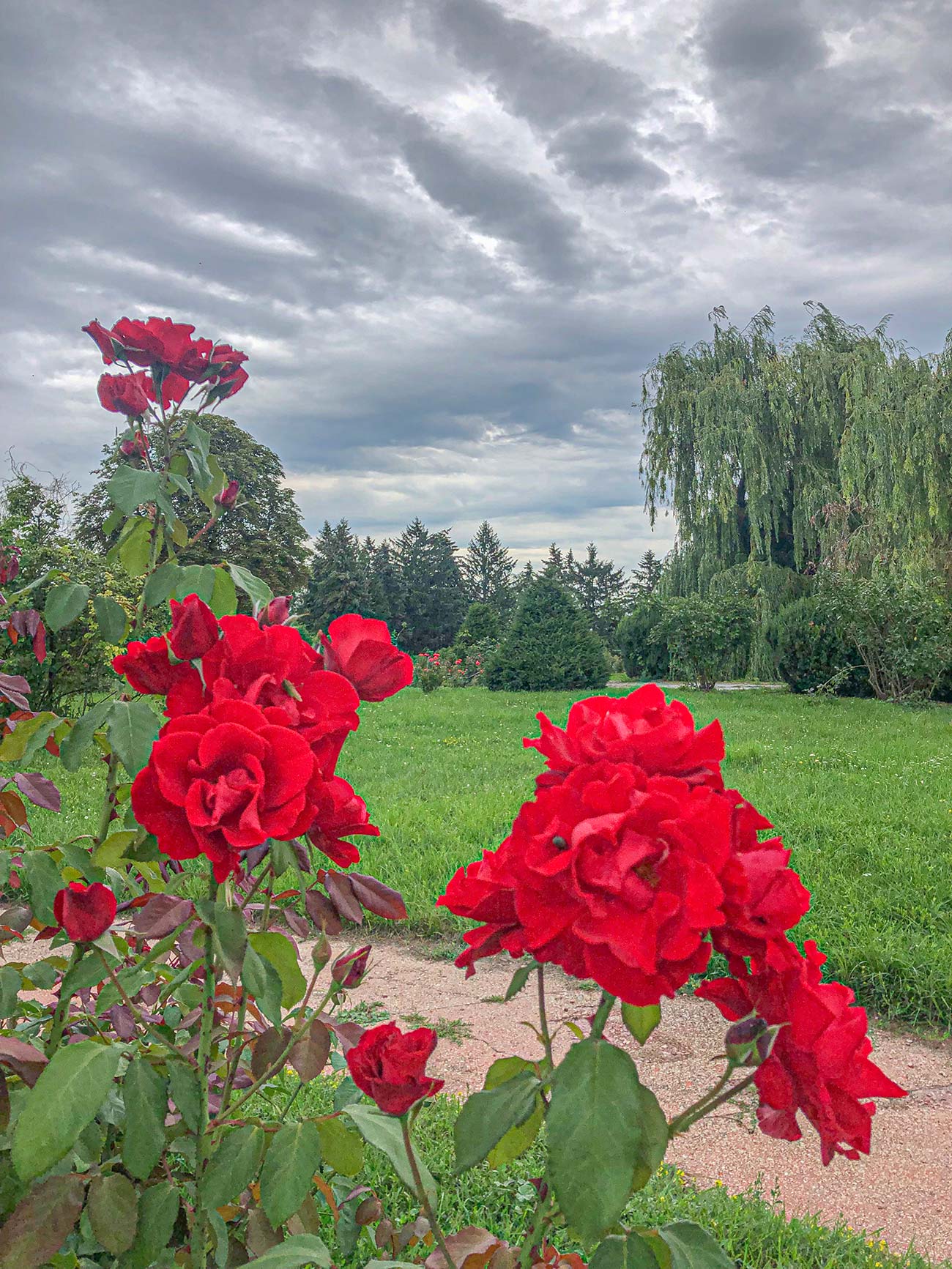 Прогулянка ботанічним садом Гришка - троянди, альтанка та монастир