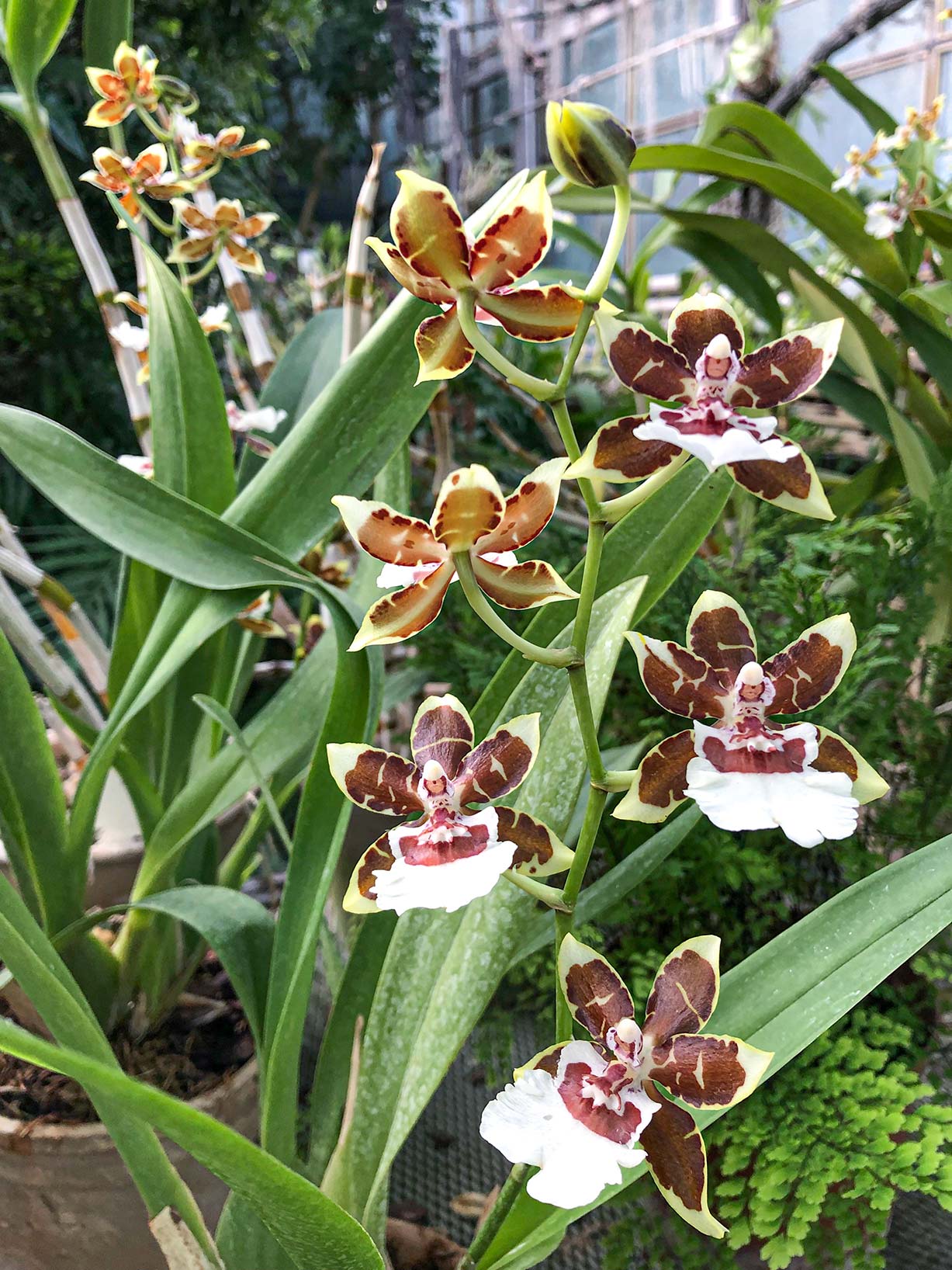 Орхідеї у київському ботанічному саду