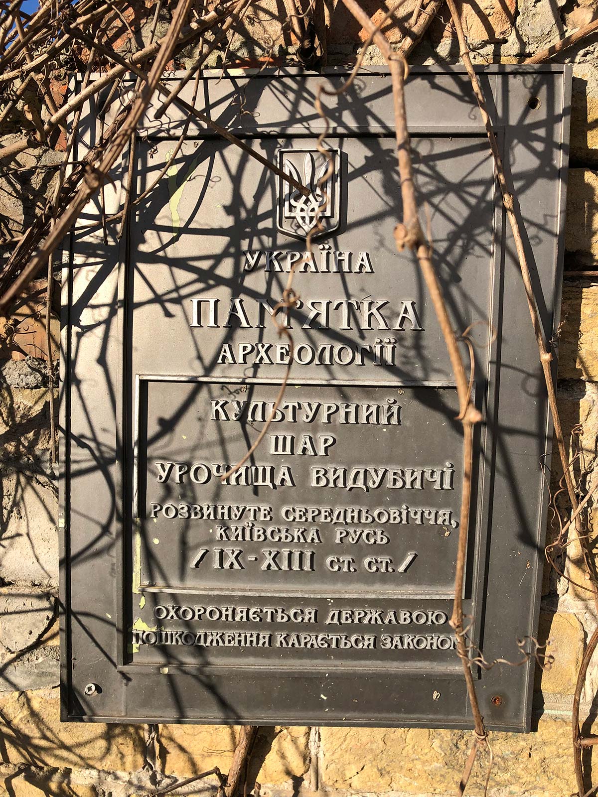 Цвітіння азалії та камелії у київському ботсаду Гришка