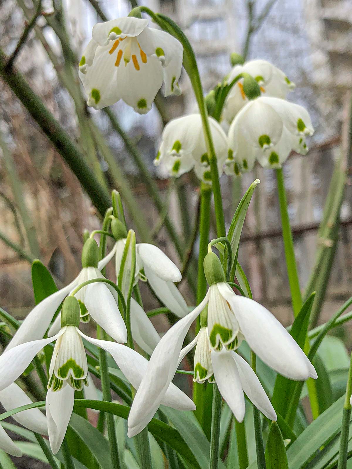 Дяді Вані квітковий сад — дарує весняний аромат