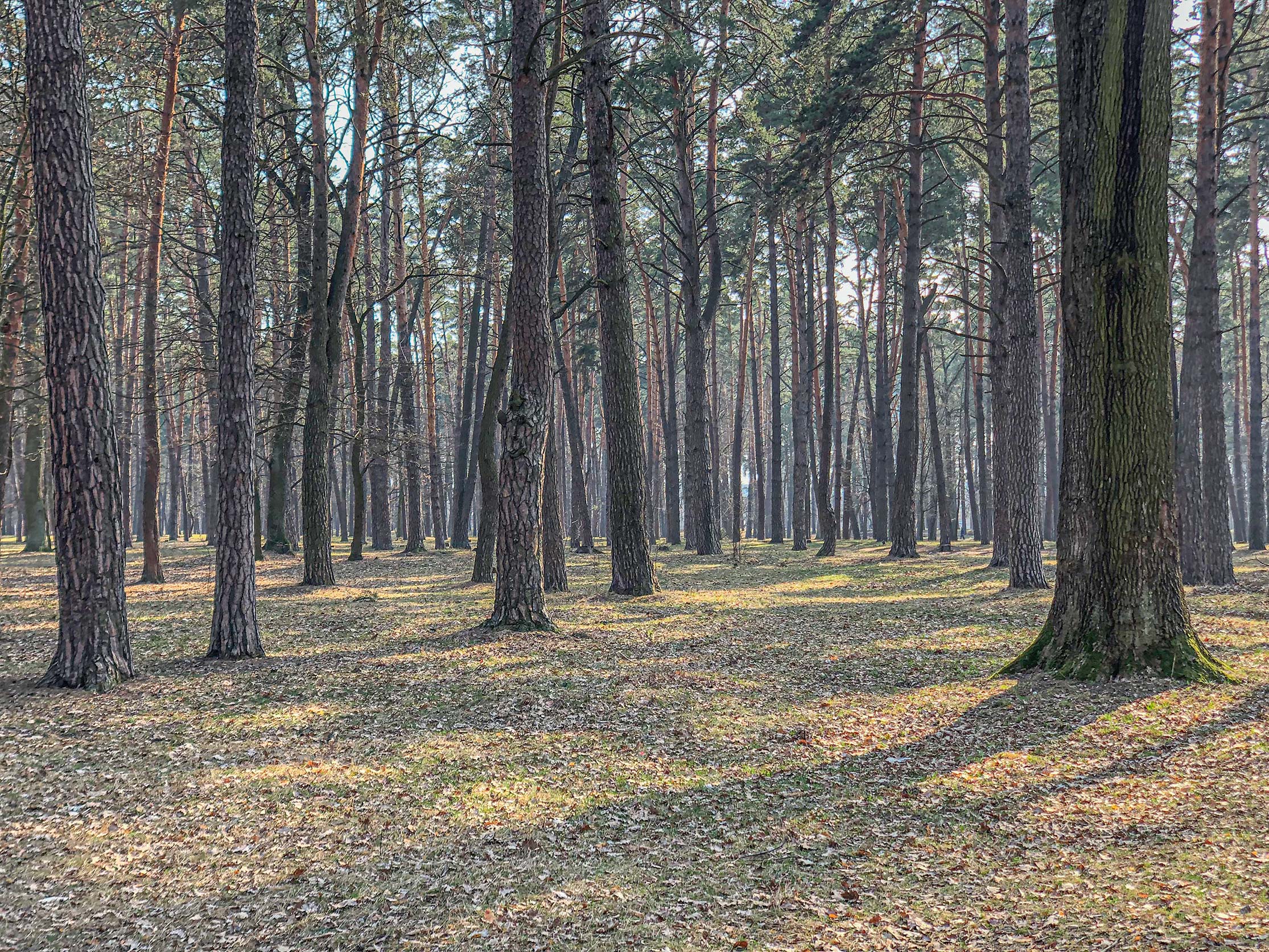 Велопокатушка у парк Партизанської слави та Микільський ліс