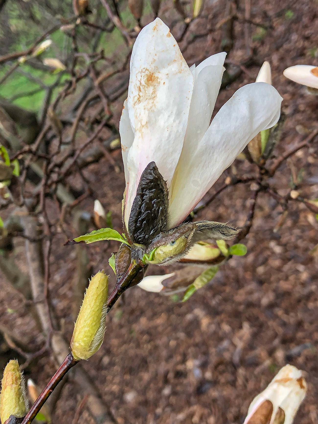 Цвітіння магнолії у ботанічному саду імені Миколи Гришка